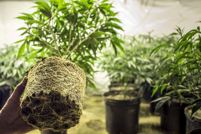 Im Hintergrund sind cannabis Pflanzen in schwarzen Töpfen. Im Vordergrund ist eine Cannabispflanze ohne Topf zu sehen.  Sie hat Weiße kräftige Wurzeln