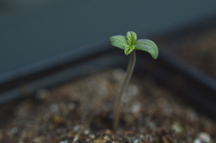 Cannabis Keimling in einem Topf