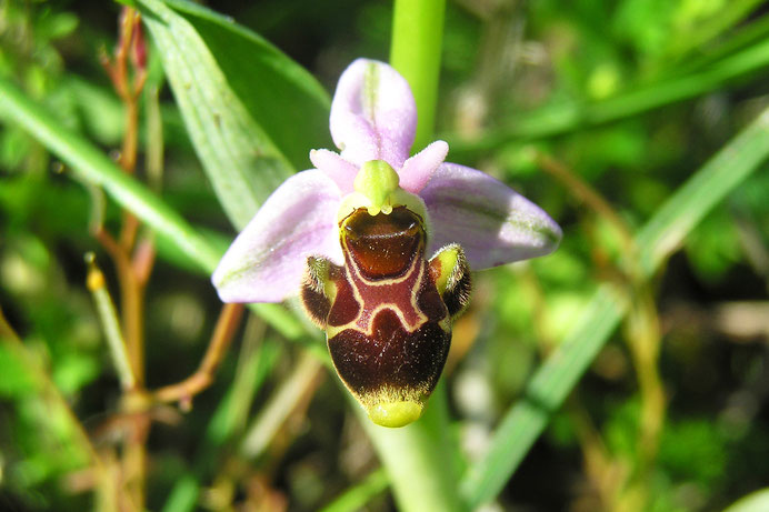 Orchidée sauvage - Ophrys - Pyrénées Audoises