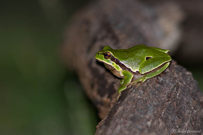 Rainette ibérique — Hyla molleri Bedriaga, 1889