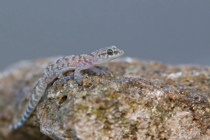 Hémidactyle verruqueux — Hemidactylus turcicus (Linnaeus, 1758)