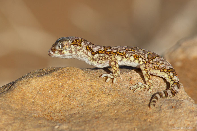 Sténodactyle de Maurétanie — Stenodactylus mauritanicus Guichenot, 1850