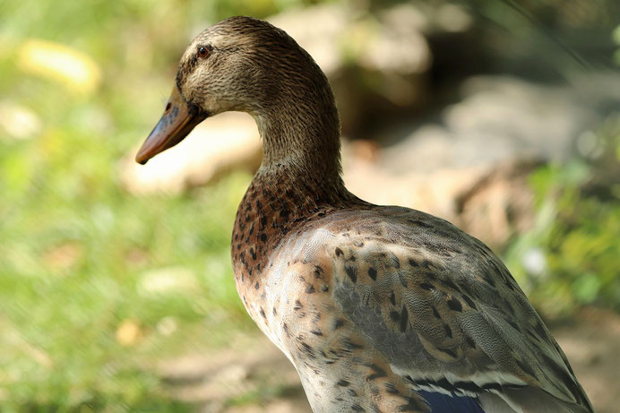 Laufente in der Wiese