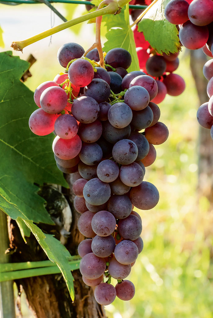 ÜBERSICHT REBSORTEN Spiezer Wein Die Alpen im Glas.