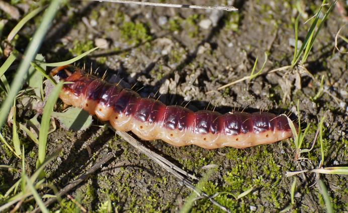 Raupe des Weidenbohrers (Cossus cossus)