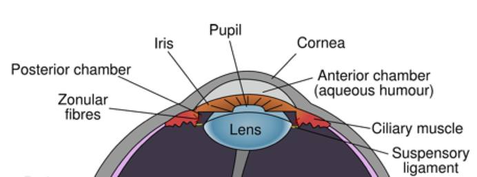 Crossection diagram of the eyeball