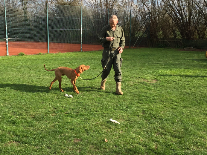 Einzelstunden Hundeschule HannoverLand Sina Wehrhahn