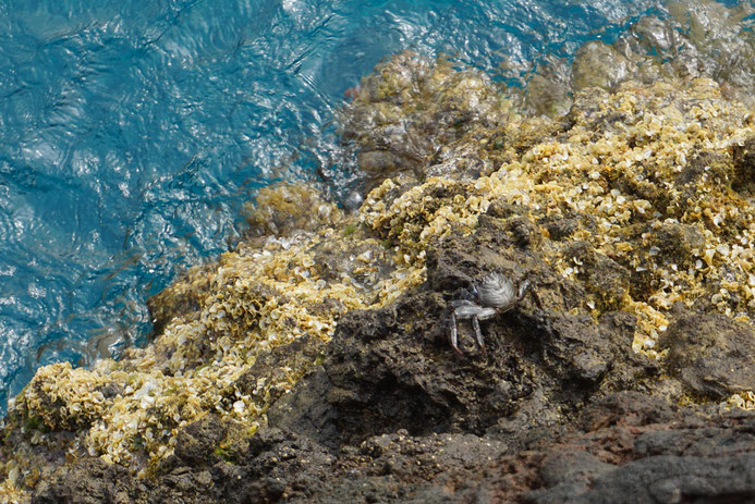 Die Punta de Teno machen viele kleine Krebse unsicher, Teneriffa