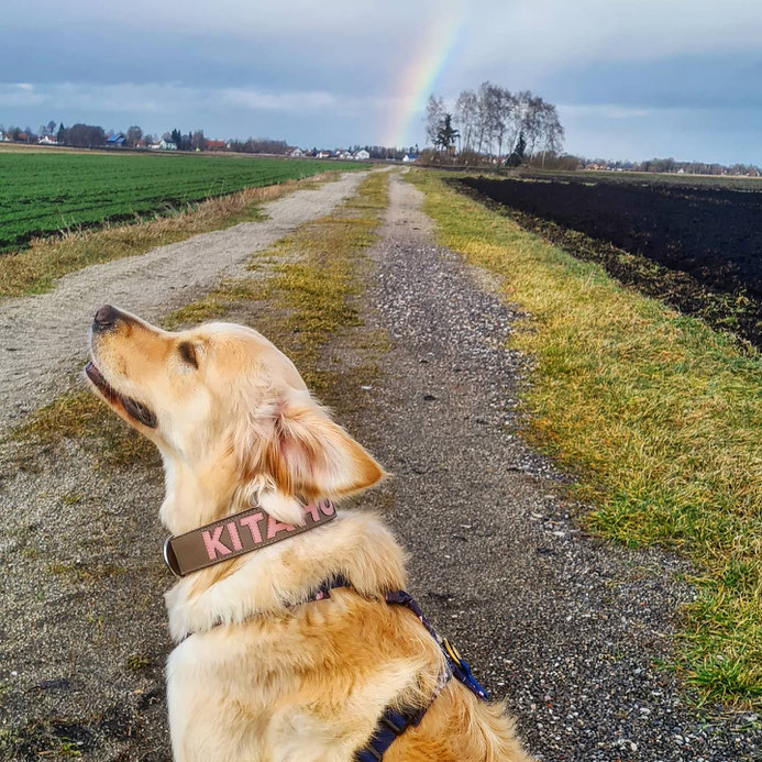 Livi der Kitahund mit dem personalisierten gaiaswelt-Halsband in Taupe mit roséfarbenen Buchstaben. Text auf dem Halsband: "Kitahund".