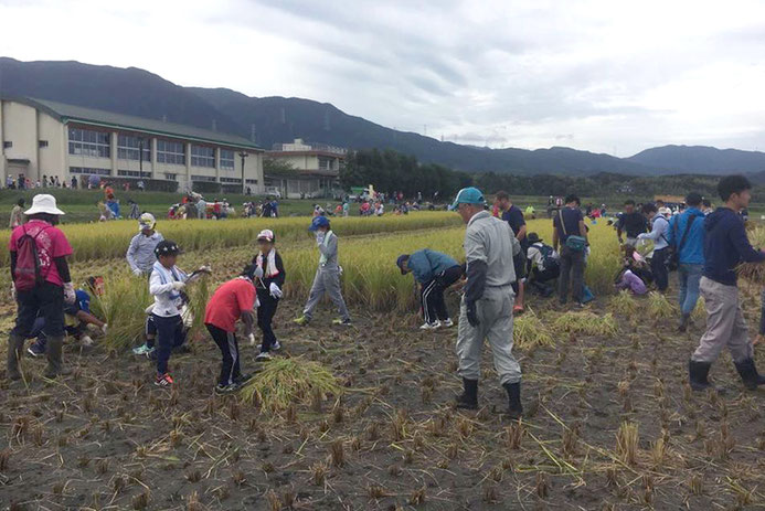 福岡市早良区脇山での稲刈り体験の様子