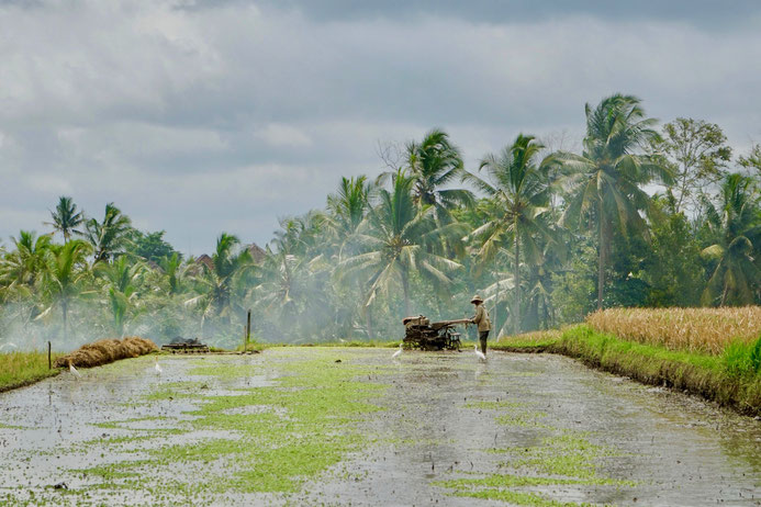 Ubud, Bali