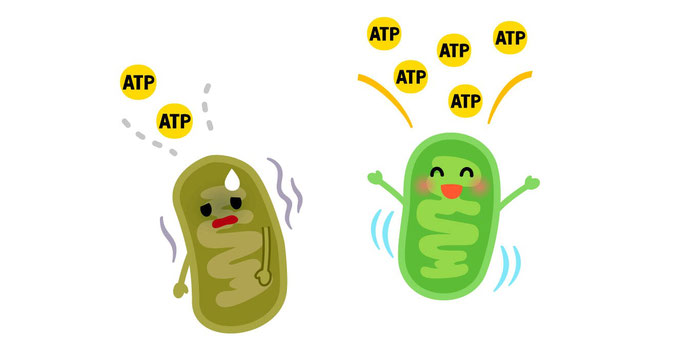 ミトコンドリアはエネルギーの源となるATPを作り出しています。しかしミトコンドリアが不調になる事で、エネルギーが減り体力が落ちてしまいます。