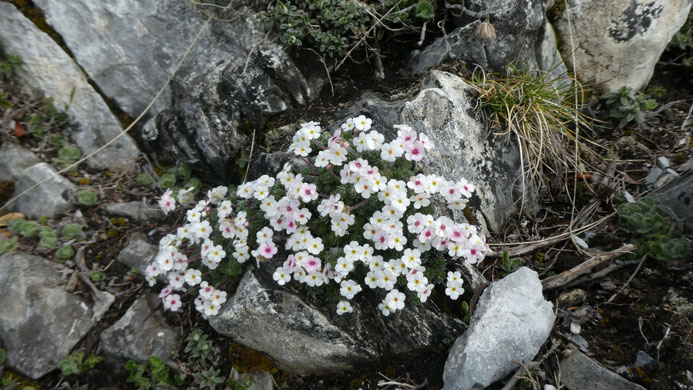 Androsace villosa L. - Androsace velue