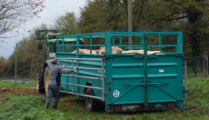 Blonde d'Aquitaine viande de boeuf herbe Mauléon 79