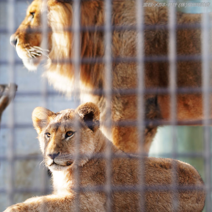 桐生が岡動物園の人気者！ライオン親子のツーショット　　クリックで拡大