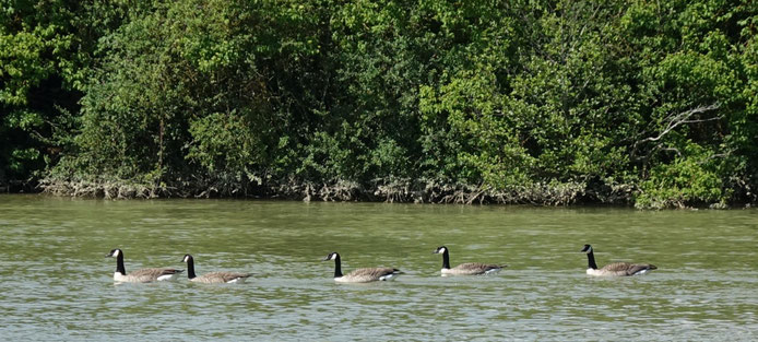Le train-train quotidien des oies bernaches sur la rivière Marne