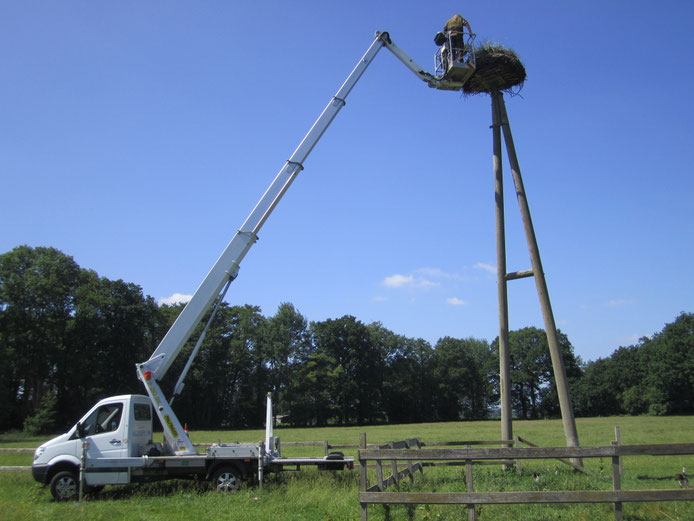 Beringung von Jungstörchen.  Foto: Wilfried Glauch