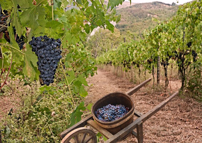 Traditionele ambachtelijke wijngaard.