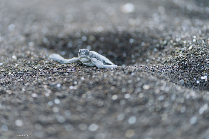 Junge Meeresschildkröte verlässt das Nest - Foto: Andres Cruz, CDF