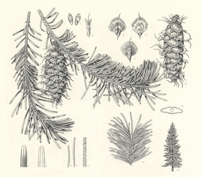                                                         Pseudotsuga menziesii  210 x 210mm