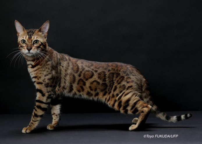 ベンガル猫ブリーダー ベンガル猫について
