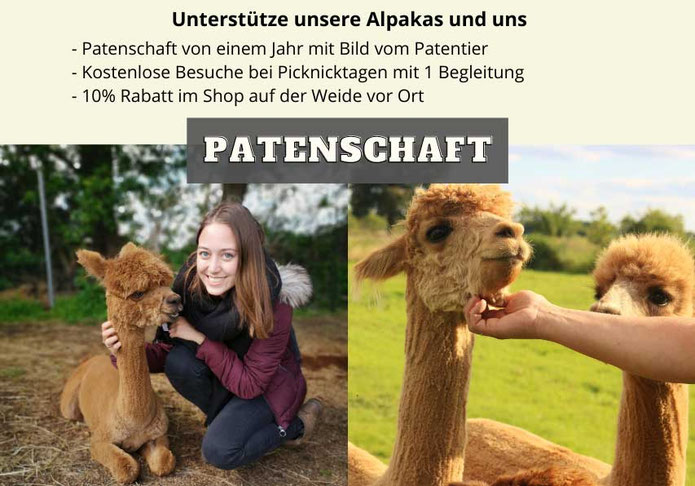 Alpaka-patenschaft-alpakas-unterstützen