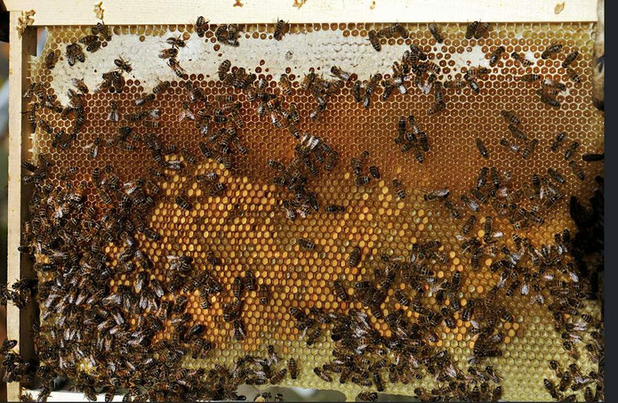 Pollen et miel sur un cadre de la ruche