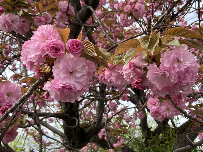 酒造り資料館の中から見た八重桜