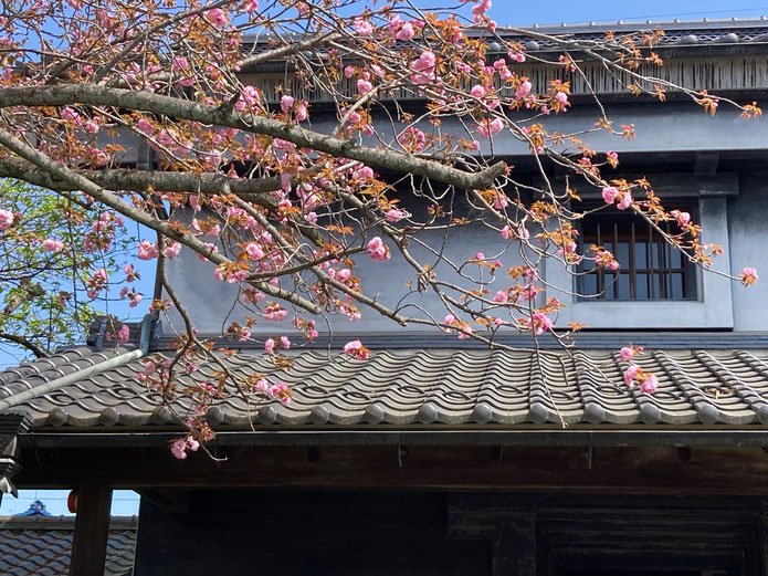 酒造り資料館の中から見た八重桜