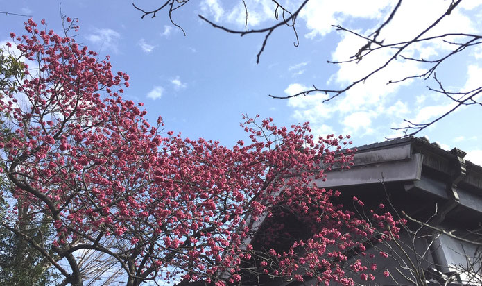 中村酒造の寒緋桜