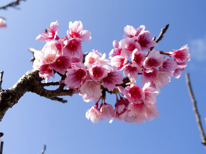 沖縄の寒緋桜