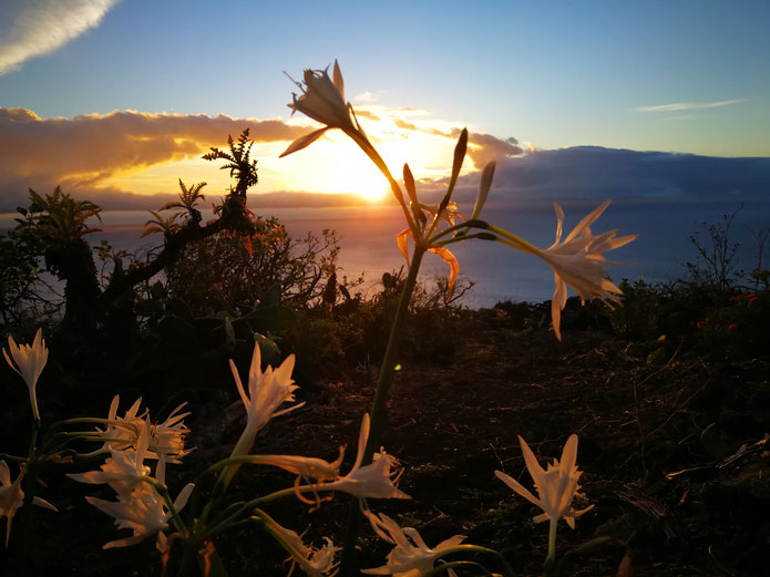amanecer-sobre-el-mar-con-flores-blancas