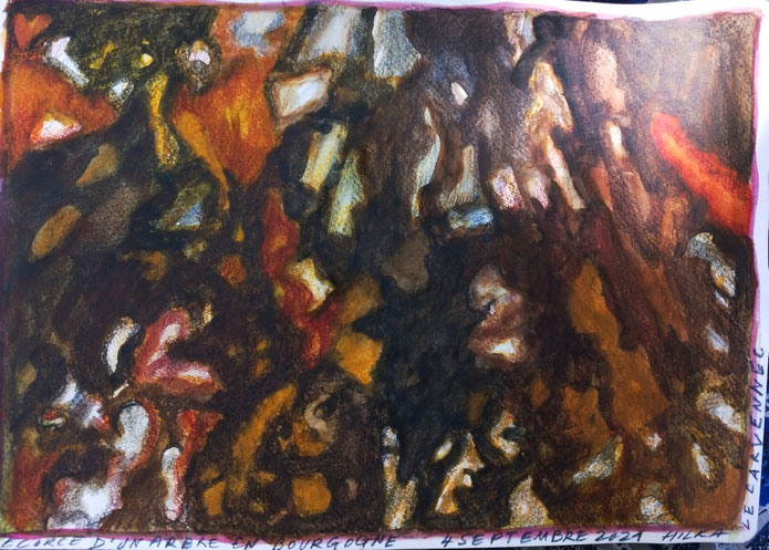 Ecorces d'arbre en Bourgogne, septembre 2021