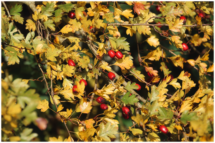 Die Beeren des Weißdorns