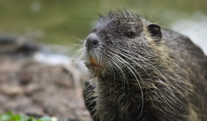 Nutria