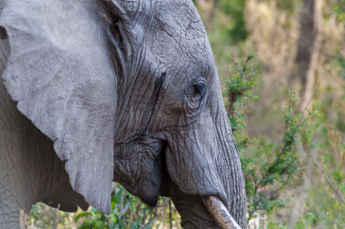 elephant poaching