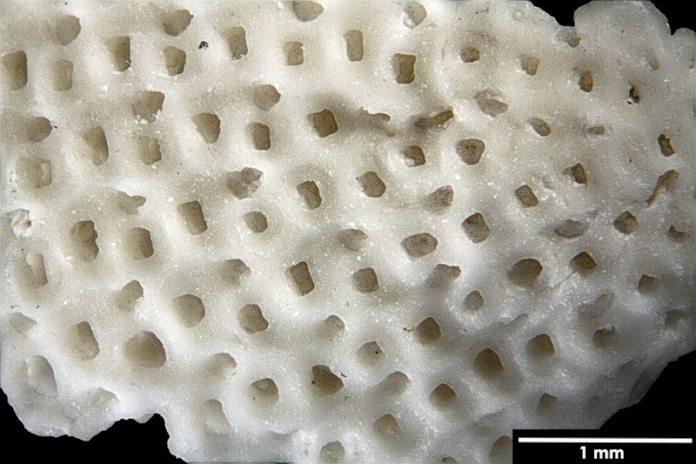 Senckenberg, Bryozoa, Bryozoen, Moostierchen, Sammlung Voigt