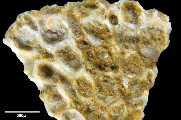 Senckenberg, Bryozoa, Bryozoen, Moostierchen, Sammlung Voigt