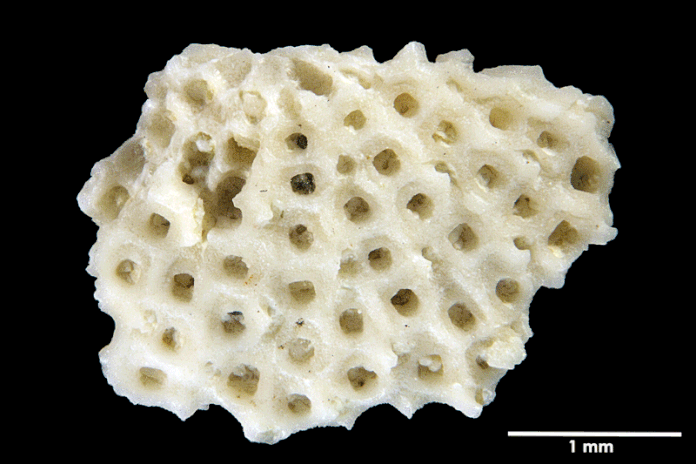 Senckenberg, Bryozoa, Bryozoen, Moostierchen, Sammlung Voigt