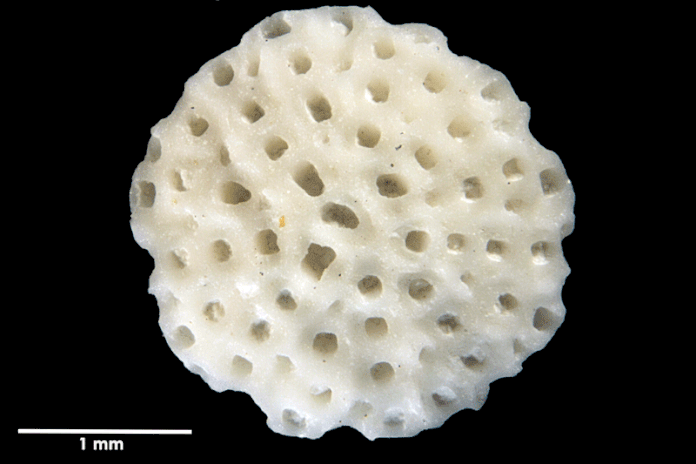 Senckenberg, Bryozoa, Bryozoen, Moostierchen, Sammlung Voigt