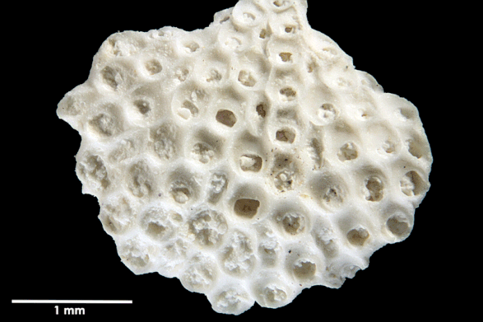 Senckenberg, Bryozoa, Bryozoen, Moostierchen, Sammlung Voigt