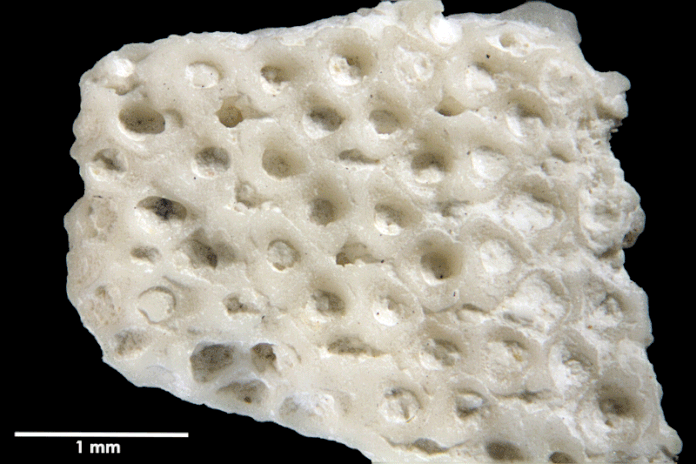 Senckenberg, Bryozoa, Bryozoen, Moostierchen, Sammlung Voigt