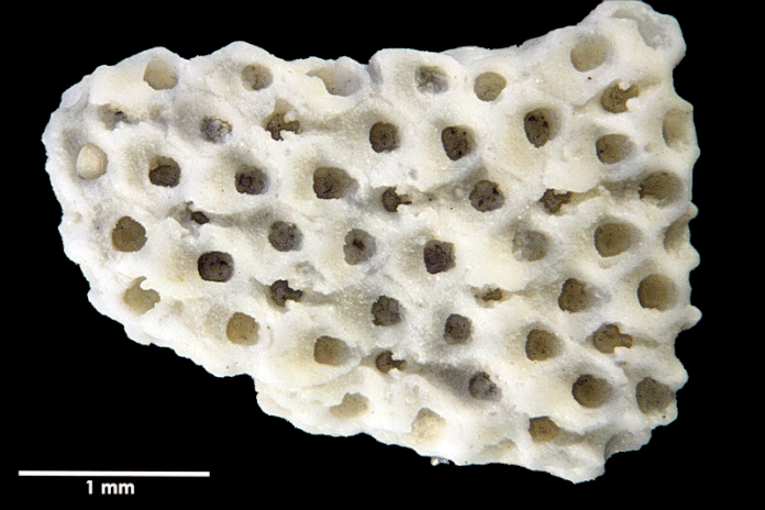 Senckenberg, Bryozoa, Bryozoen, Moostierchen, Sammlung Voigt