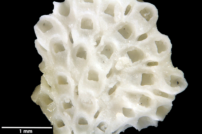 Senckenberg, Bryozoa, Bryozoen, Moostierchen, Sammlung Voigt