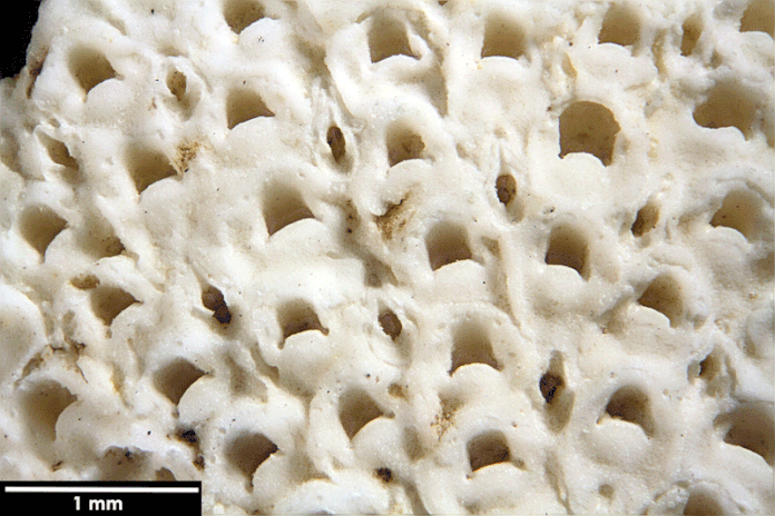 Senckenberg, Bryozoa, Bryozoen, Moostierchen, Sammlung Voigt