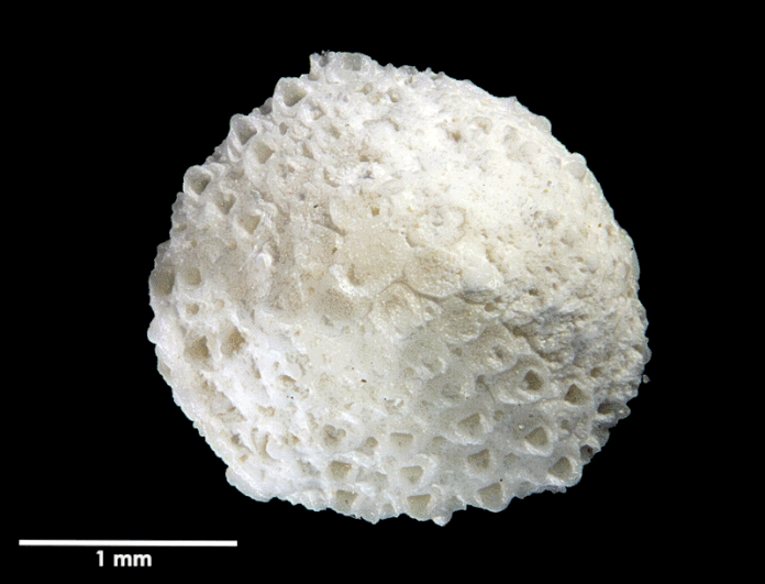 Senckenberg, Bryozoa, Bryozoen, Moostierchen, Sammlung Voigt