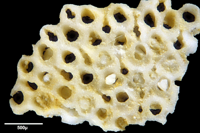 Senckenberg, Bryozoa, Bryozoen, Moostierchen, Sammlung Voigt