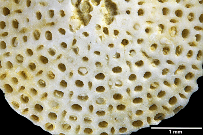 Senckenberg, Bryozoa, Bryozoen, Moostierchen, Sammlung Voigt