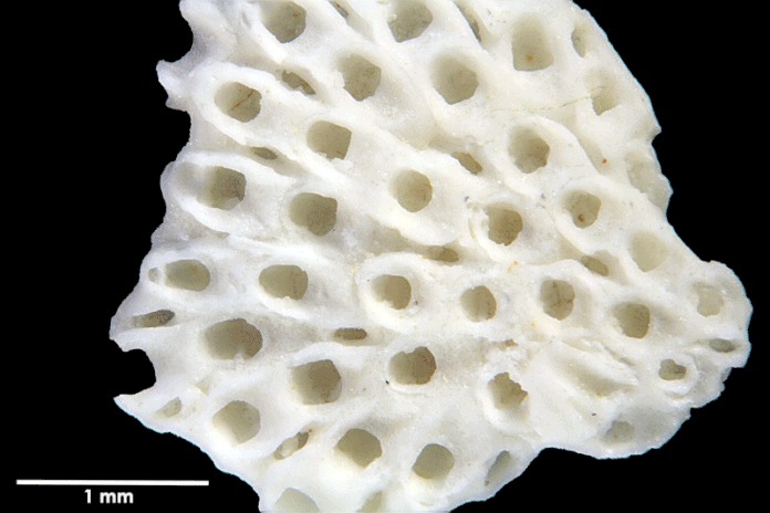 Senckenberg, Bryozoa, Bryozoen, Moostierchen, Sammlung Voigt