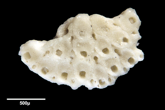 Senckenberg, Bryozoa, Bryozoen, Moostierchen, Sammlung Voigt